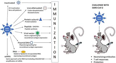 The Current Status of COVID-19 Vaccines